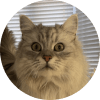White and grey long haired cat looking at camera