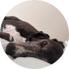 Bran the greyhound laying on a bed