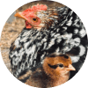 A black and white chicken and one brown chick